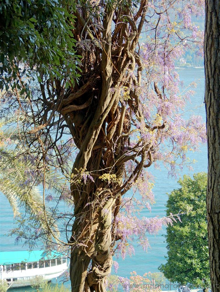 Tremezzo (Como, Italy) - Large glicine with the Lake Como in the background